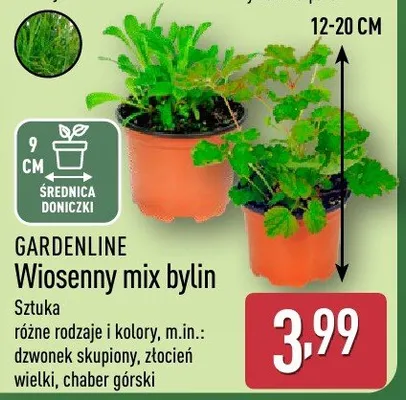 Wiosenny mix bylin promocja w Aldi