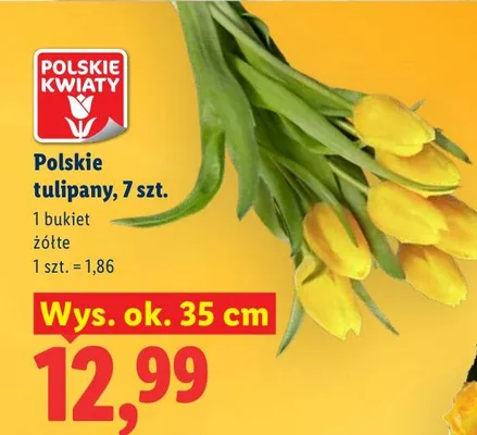 Polskie tulipany, 7 szt. promocja w Lidl