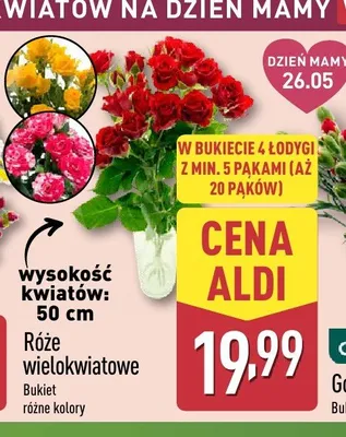 Róże wielokwiatowe 50cm promocja w Aldi