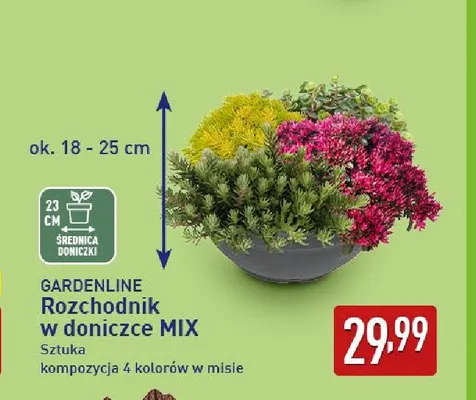 Rozchodnik w doniczce mix Gardenline promocja w Aldi