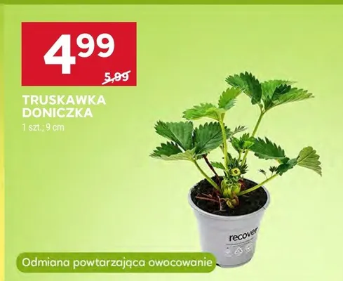Truskawka doniczka 9cm odmiana powtarzająca owocowanie promocja w Stokrotka