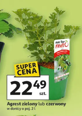 Agrest zielony lub czerwony promocja w Auchan