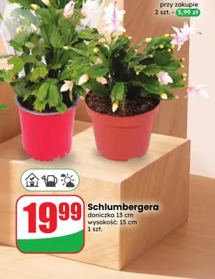Schlumbergera promocja w Dino