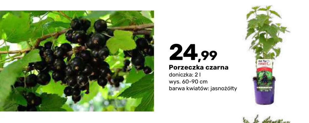 Porzeczka czarna krzew owocowy promocja w Bricomarche