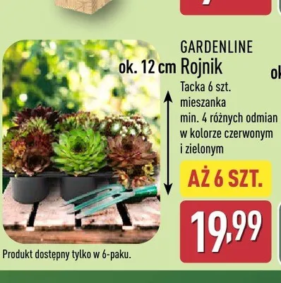 Rojnik Gardenline promocja w Aldi