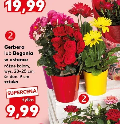 Gerbera w osłonce wys. 20-25cm śr. don. 9cm promocja w Kaufland