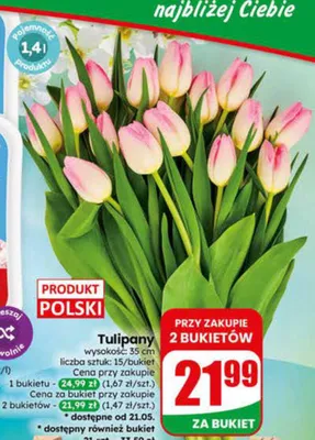 Tulipany promocja w Dino