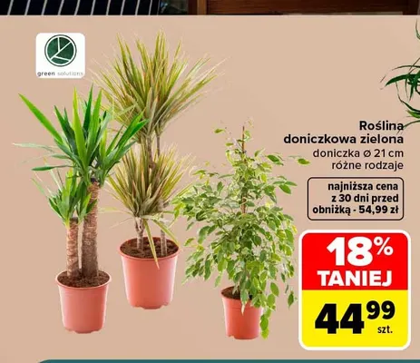Roślina doniczkowa zielona Green Solutions promocja w Carrefour