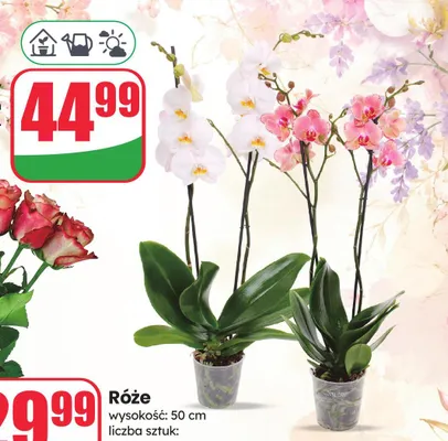 Storczyk 2-pędowy doniczka 12cm wysokość 50cm promocja w Dino