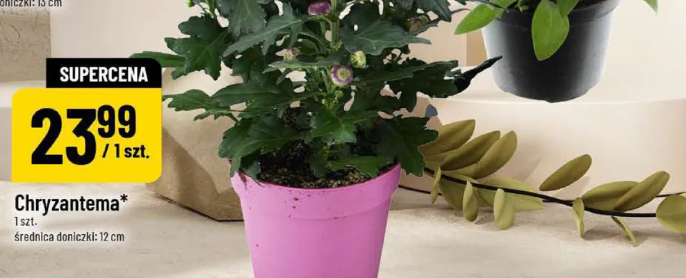 Chryzantema promocja w POLOmarket