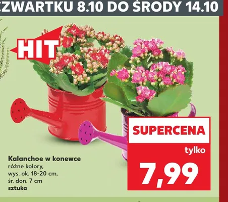 Kalanchoe w konewce promocja w Kaufland