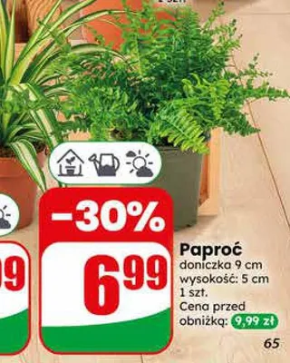 Paproć doniczka 9cm wysokość 5cm promocja w Dino