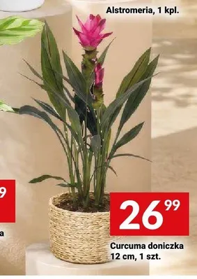 Curcuma doniczkowa 12 cm promocja w Twój Market