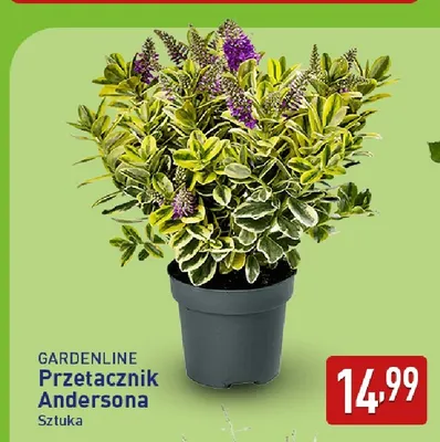 Przetacznik Andersona Gardenline promocja w Aldi