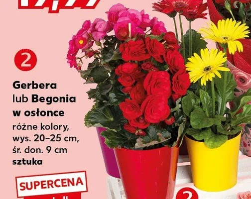 Gerbera w osłonce wys. 20-25cm śr. don. 9cm promocja w Kaufland