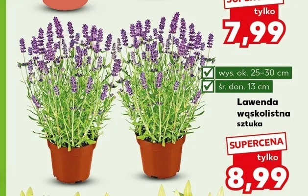 Lawenda wąskolistna promocja w Kaufland