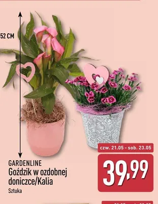 Rośliny GARDENLINE promocja w Aldi