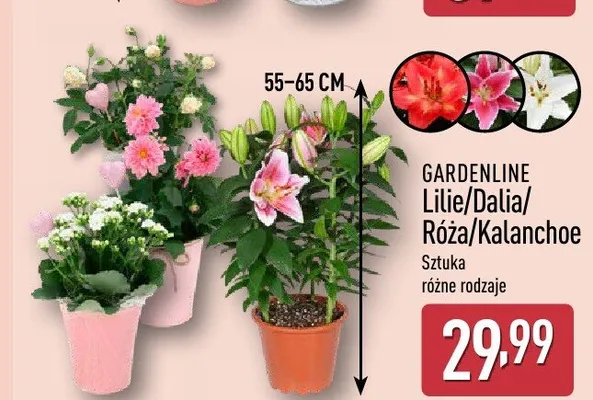 Kalanchoe GARDENLINE promocja w Aldi
