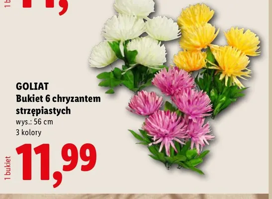 Bukiet 6 chryzantem strzępiastych Goliat promocja w Lidl