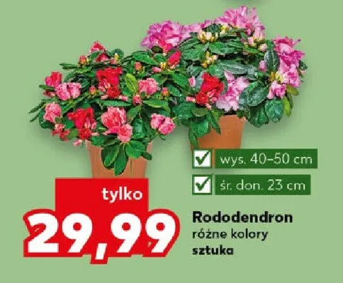Rododendron różne kolory promocja w Kaufland
