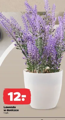 Bukszpan w doniczce promocja w Netto