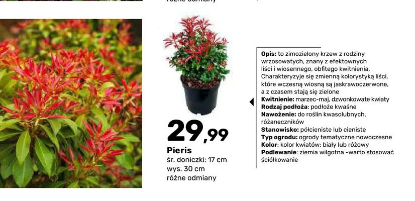 Krzew ozdobny Pieris promocja w Bricomarche