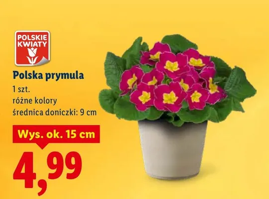Polska prymula promocja w Lidl