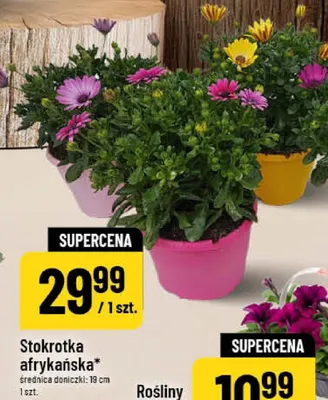 Stokrotka afrykańska średnica doniczki 19cm promocja w POLOmarket
