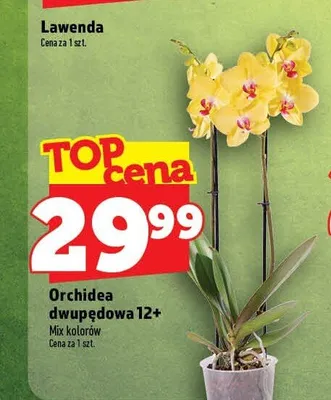Orchidea dwupędowa 12+ promocja w TOPAZ