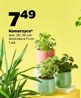 Komarzyca promocja w Netto