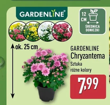 Chryzantema Gardenline promocja w Aldi