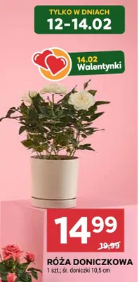 Róża doniczkowa promocja w Stokrotka