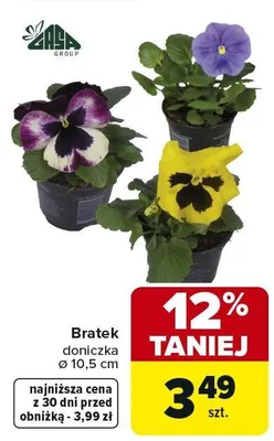 Bratek Bratki doniczka ø 10,5 cm promocja w Carrefour