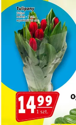 Tulipany Tulipa bukiet wysokość 35cm promocja w Prim Market