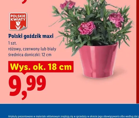 Polski goździk maxi Polskie Kwiaty promocja w Lidl