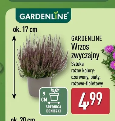 Wrzos zwyczajny Gardenline promocja w Aldi