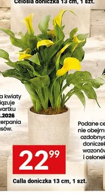 Calla doniczkowa promocja w Twój Market