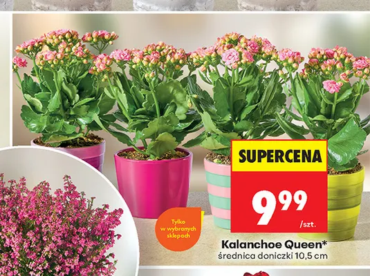Kalanchoe Queen promocja w Biedronka