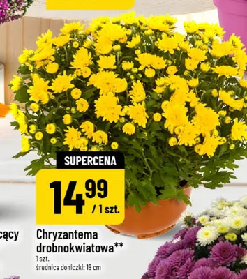 Chryzantema drobnokwiatowa promocja w POLOmarket
