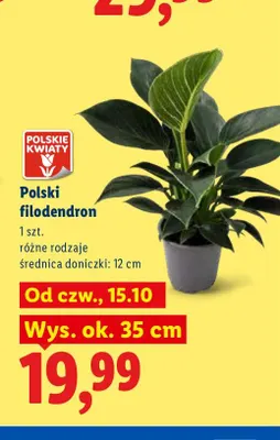 Polski filodendron promocja w Lidl
