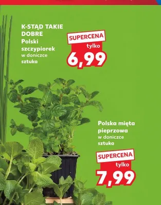 Mięta pieprzowa w doniczce promocja w Kaufland