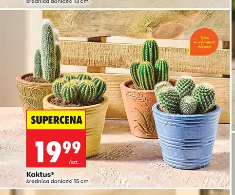 Kaktus promocja w Biedronka