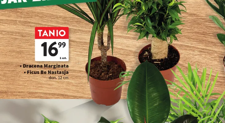 Roślina doniczkowa Ficus Be Nastasja - don. 12 cm promocja w Intermarche