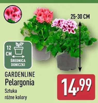 Pelargonia promocja w Aldi