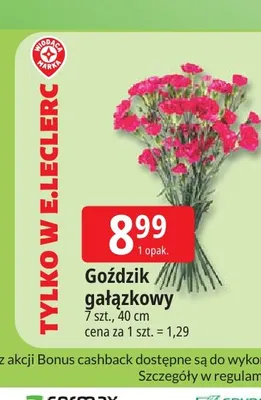 Goździk gałązkowy Wiodąca Marka 7-pak 40 cm promocja w Leclerc