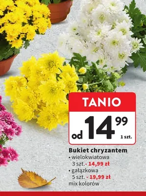 Bukiet chryzantem gałązkowa promocja w Intermarche