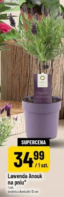 Lawenda Anouk na pniu średnica doniczki 12cm promocja w POLOmarket