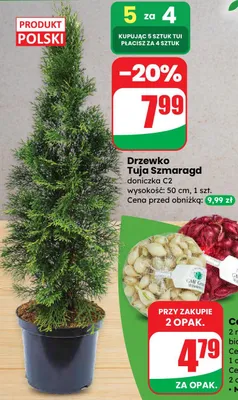 Cebula dymka 2 rodzaje: biała/czerwona promocja w Dino