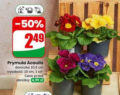 Prymula Acaulis promocja w Dino