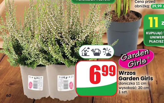 Wrzos Garden Girls promocja w Dino